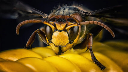 Pest Control Service Algarve - Pest Guard