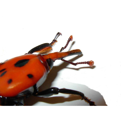 Stubbusch - Desinfestação - Desinfestacoes - Controle de Pragas - Pest Control
