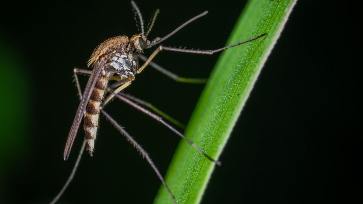 Controlo de Mosquitos: Guia para o Verão