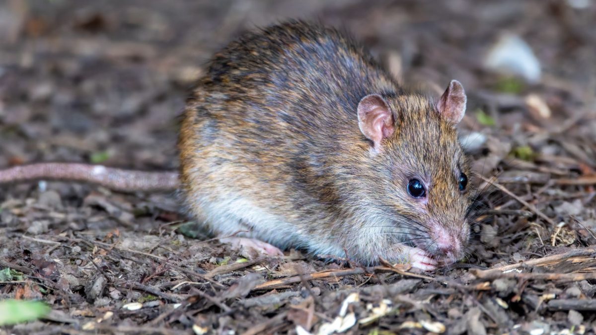 Sinais de Infestação de Ratos