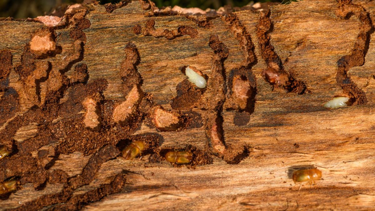 Caruncho na Madeira: Como Identificar e Tratar