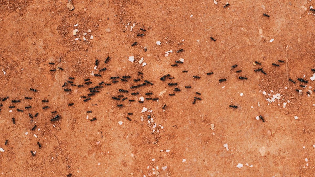 Porque Aparecem Formigas em Casa
