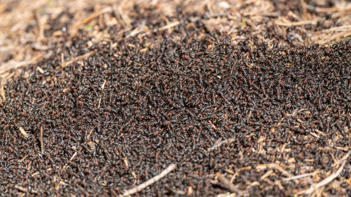 Formigas com Asas Dentro de Casa