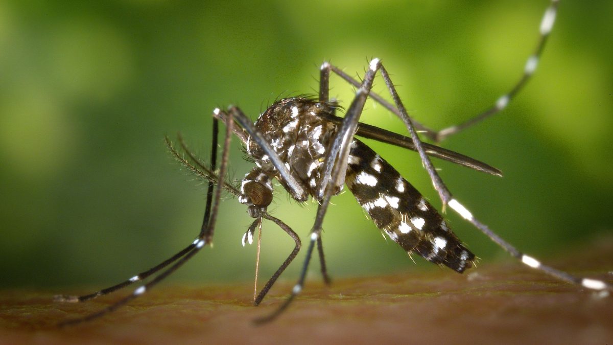 Mosquito Tigre em Portugal: Onde Existe e Como Prevenir