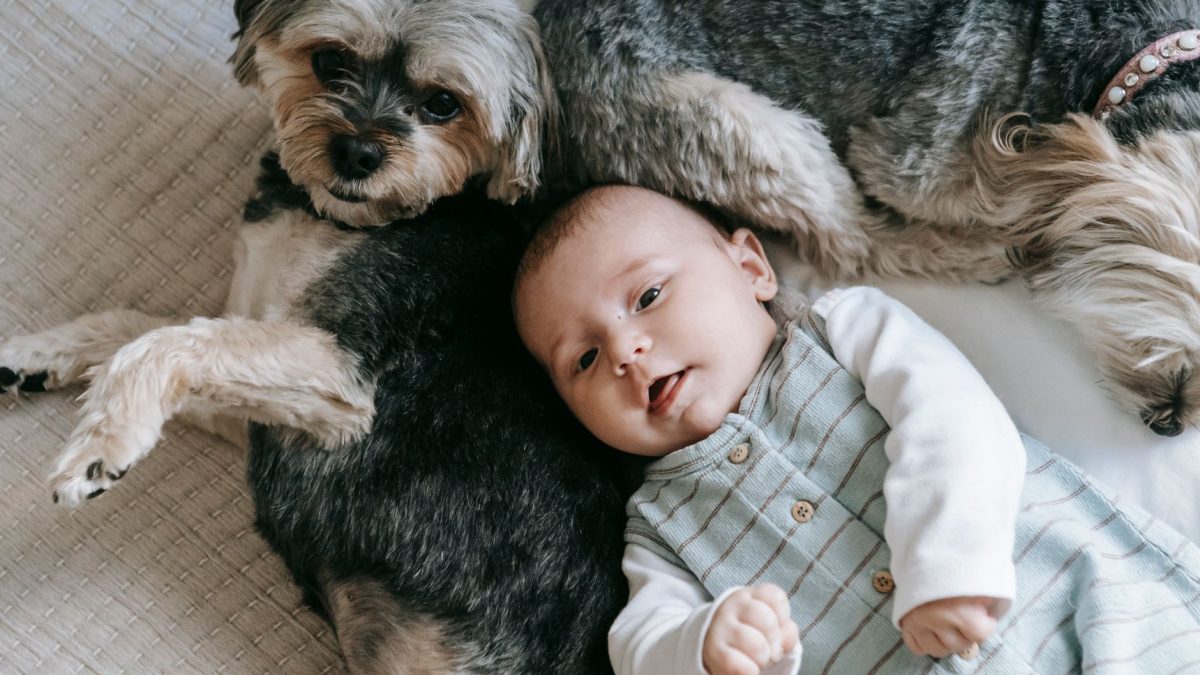 Desinfestação com Crianças e Animais: É Seguro?