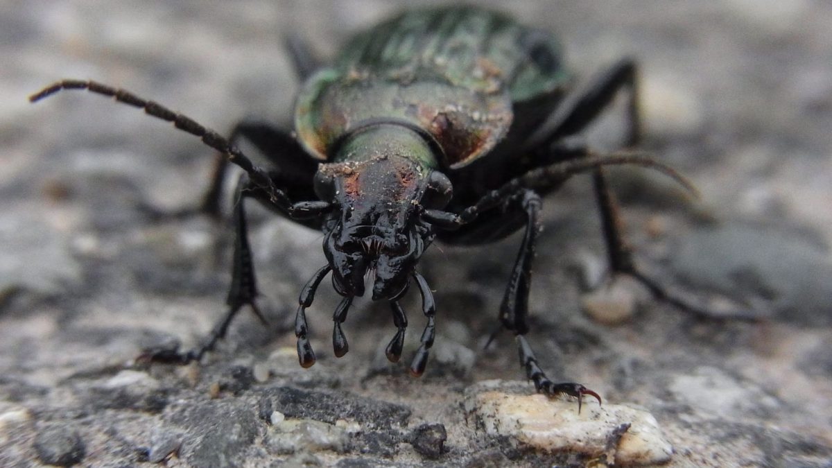 Pragas Mais Comuns em Portugal: Guia Completo