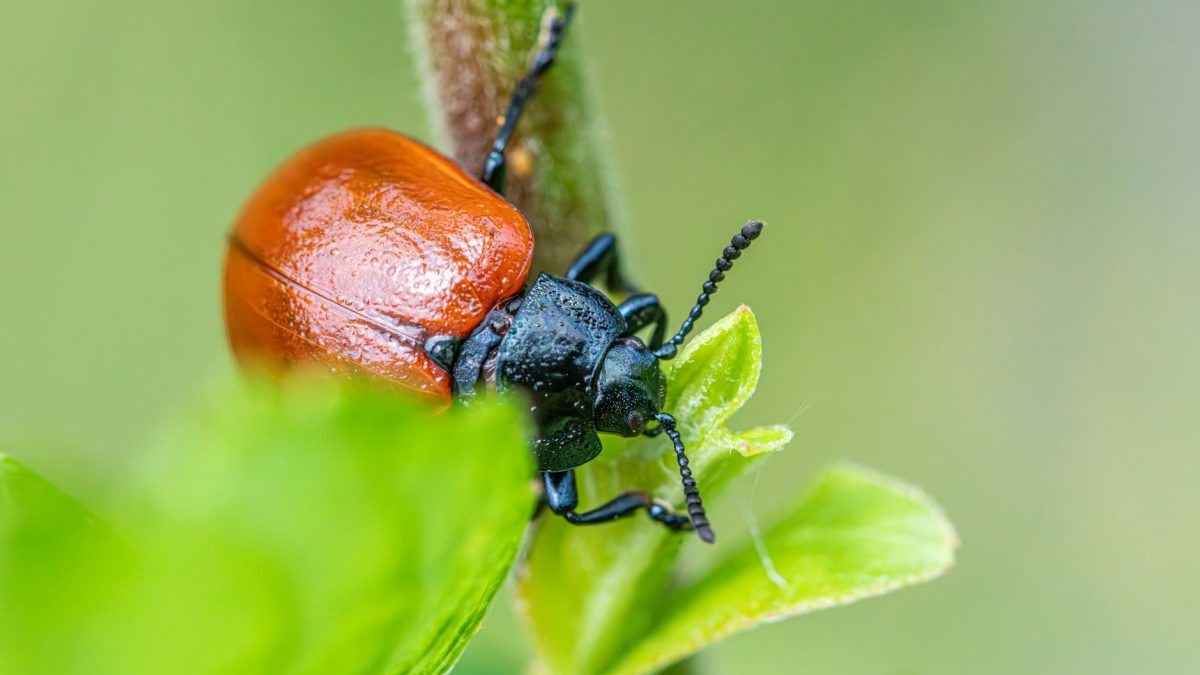 Controlo Biológico de Pragas: Alternativas Naturais
