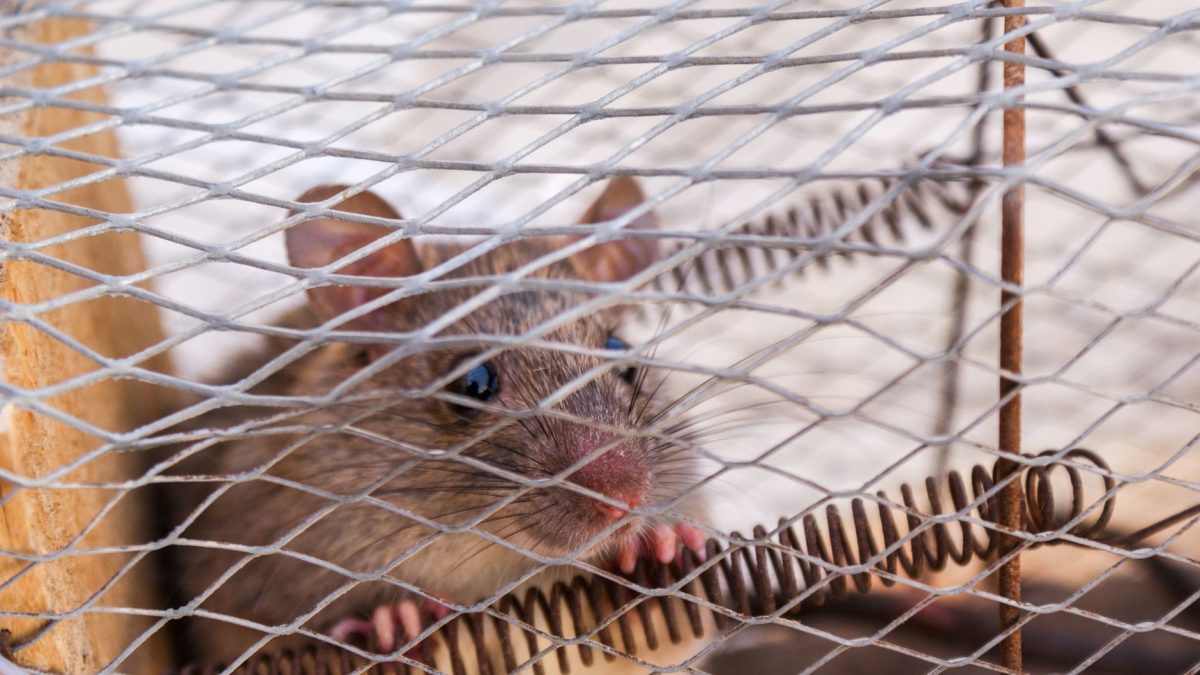 Como Usar Armadilhas para Ratos Correctamente