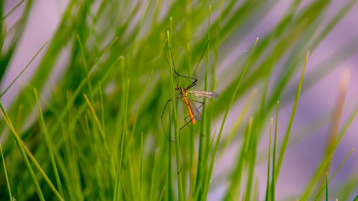 Repelentes Naturais de Mosquitos: O Que Funciona?