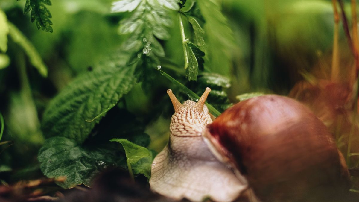 Lesmas e Caracóis no Jardim: Soluções Eficazes