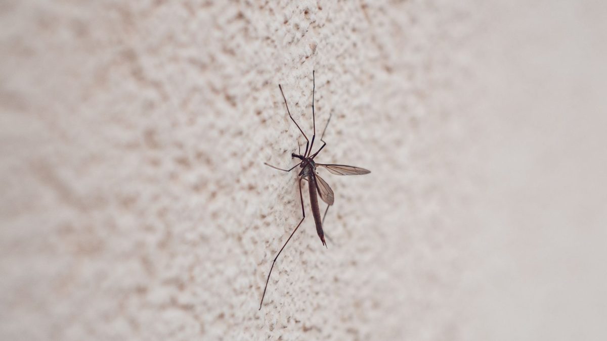 Melgas e Mosquitos Pequenos em Casa