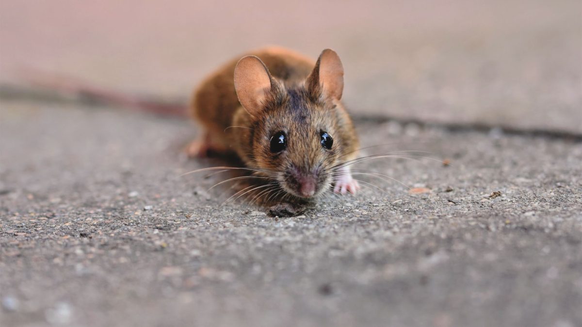 Ratos de Campo vs Ratos Domésticos: Diferenças