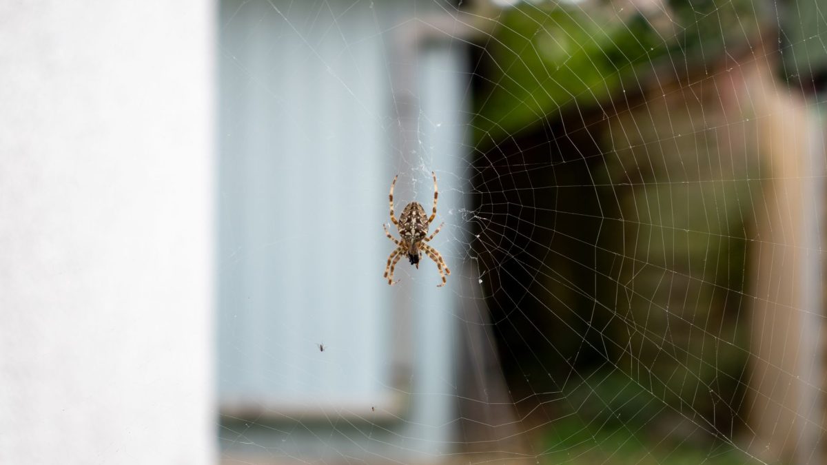 Aranhas em Casa: Quais São Perigosas em Portugal?