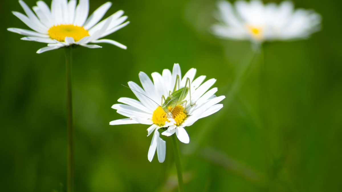 Pragas na Primavera: O Que Esperar e Como Preparar