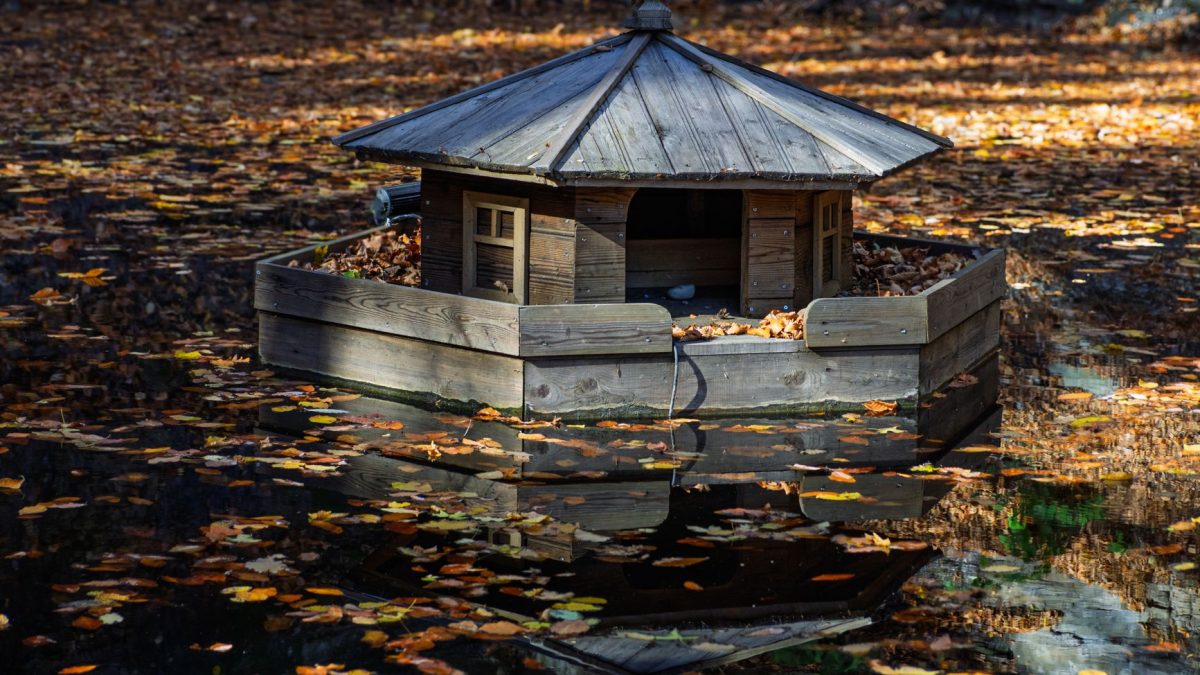 Pragas no Outono: Preparar a Casa para o Inverno