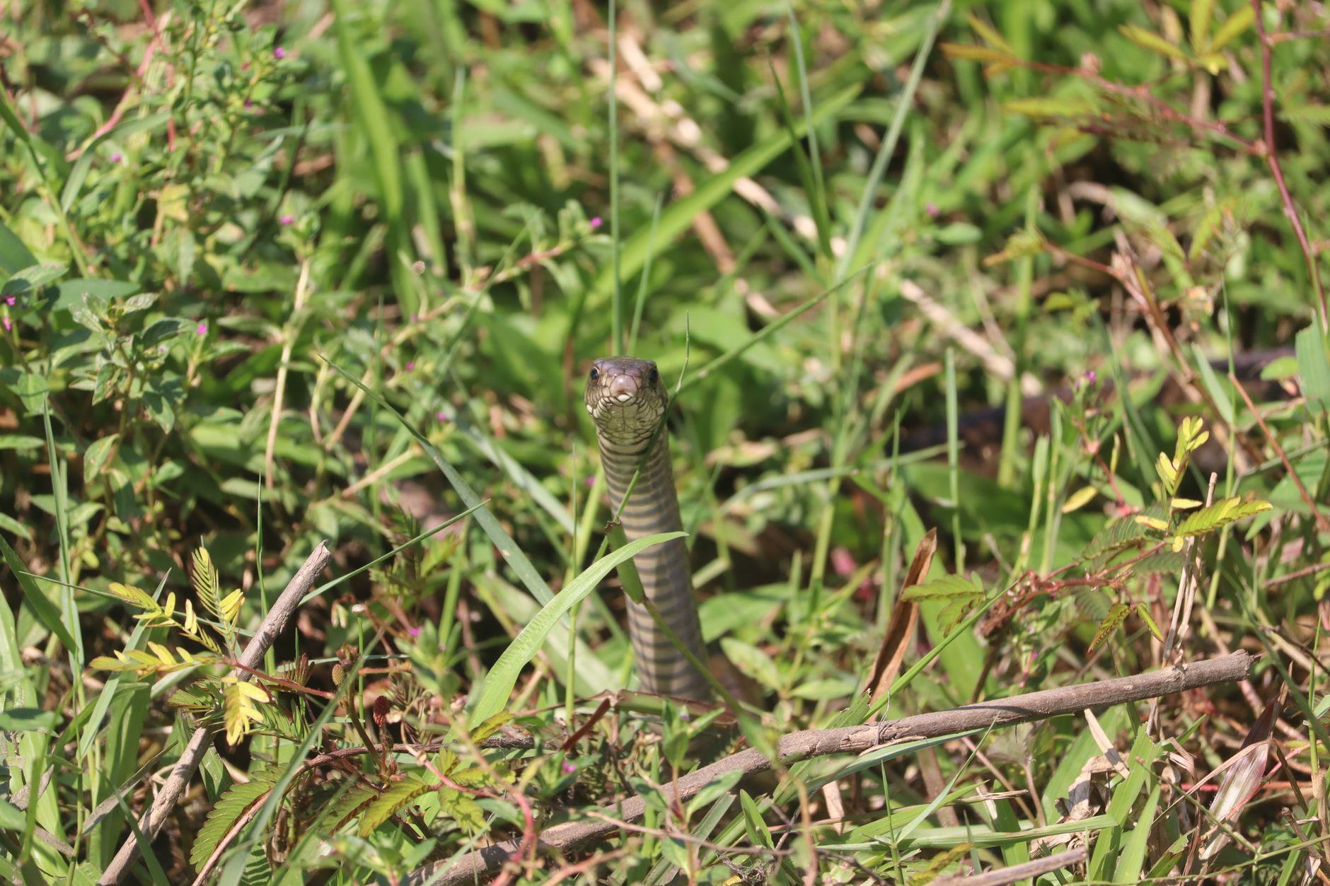 Cobras em casa e no jardim: as espécies de Portugal e quando pedir ajuda