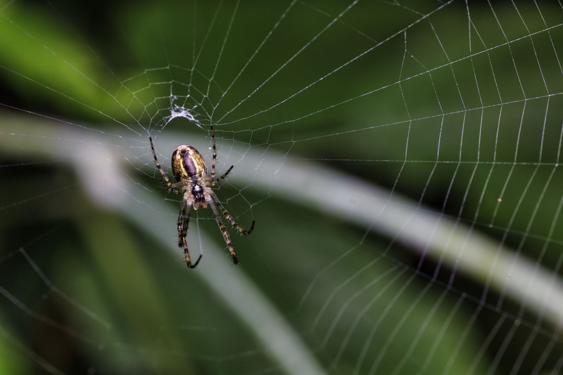 Controlo de Aranhas e Escorpiões