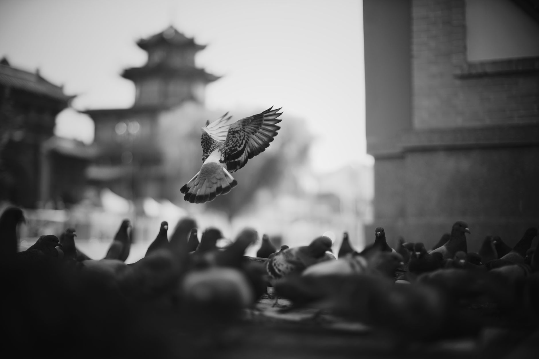 Controlo de Aves (Pombos e Gaivotas)