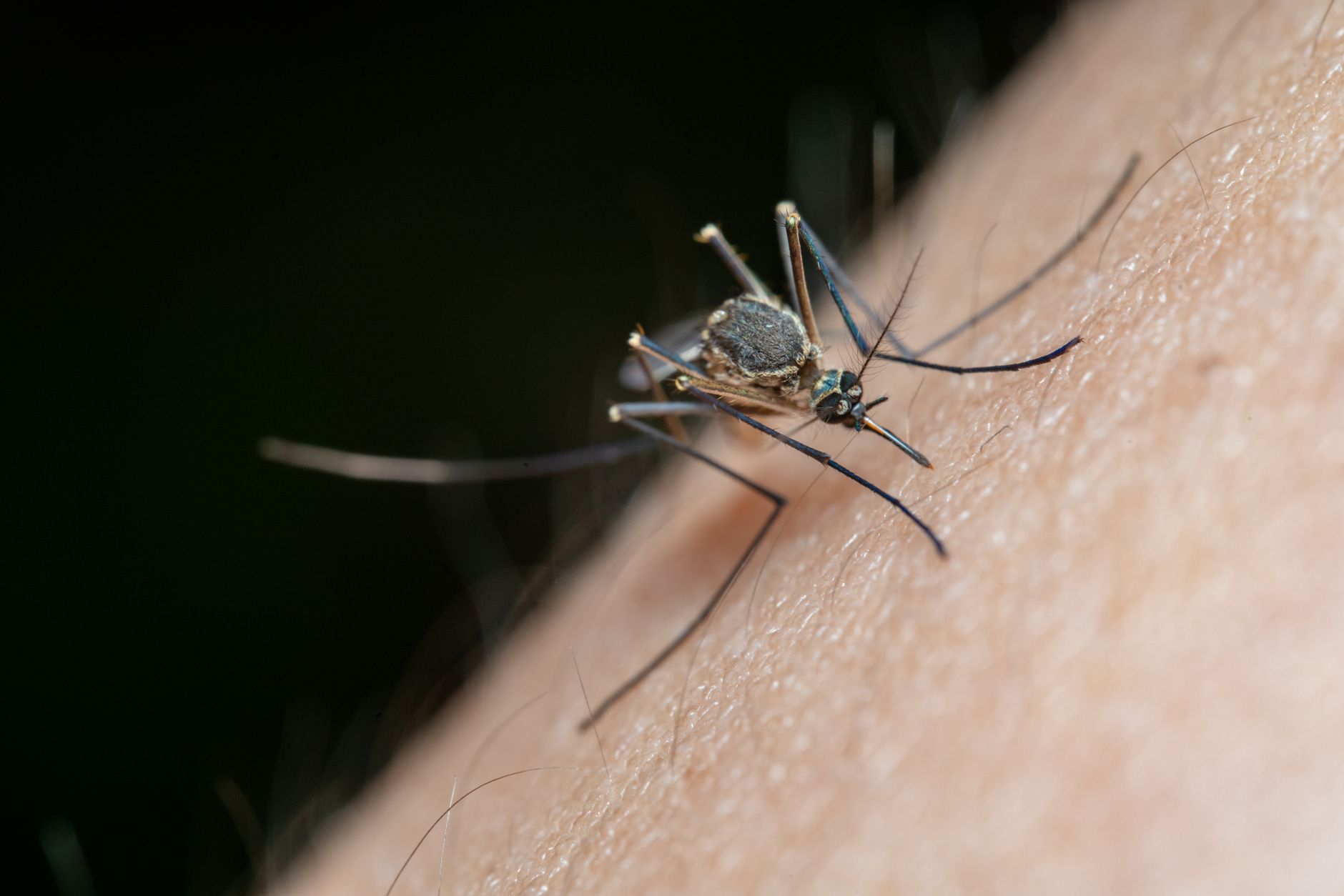 Controlo de Mosquitos